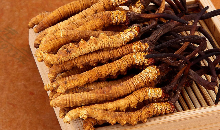 máy sấy dược liệu