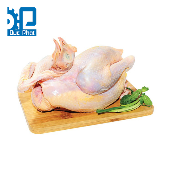 Gà ta làm sạch lông
