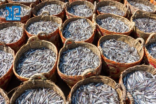 Lựa chọn và sơ chế nguyên liệu